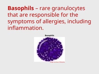 Basophils – rare granulocytes
that are responsible for the
symptoms of allergies, including
inflammation.
Basophils
Image courtesy of Wikipedia.
 