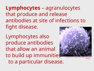 Lymphocytes – agranulocytes
that produce and release
antibodies at site of infections to
fight disease.
Lymphocytes also
produce antibodies
that allow an animal
to build up immunities
to a particular disease.
Image from U. S. Federal Government courtesy of
Wikipedia.
 