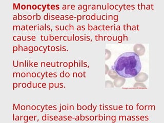 Monocytes are agranulocytes that
absorb disease-producing
materials, such as bacteria that
cause tuberculosis, through
phagocytosis.
Unlike neutrophils,
monocytes do not
produce pus.
Monocytes join body tissue to form
larger, disease-absorbing masses
Image courtesy of Wikipedia.
 
