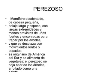 PEREZOSO    Mamífero desdentado, de cabeza pequeña,  pelaje largo y espeso, con largas extremidades y manos provistas de uñas fuertes y encorvadas para trepar por los árboles, y que se desplaza con movimientos lentos y pesados; es originario de América del Sur y se alimenta de vegetales: el perezoso se deja caer de los árboles arrollado como una pelota. 