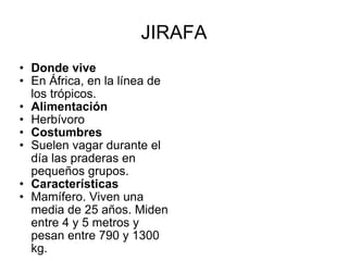 JIRAFA Donde vive En África, en la línea de los trópicos. Alimentación Herbívoro Costumbres Suelen vagar durante el día las praderas en pequeños grupos. Características Mamífero. Viven una media de 25 años. Miden entre 4 y 5 metros y pesan entre 790 y 1300 kg. 