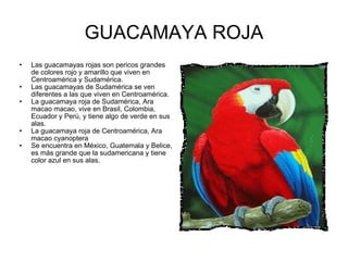GUACAMAYA ROJA Las guacamayas rojas son pericos grandes de colores rojo y amarillo que viven en Centroamérica y Sudamérica.  Las guacamayas de Sudamérica se ven diferentes a las que viven en Centroamérica.  La guacamaya roja de Sudamérica, Ara macao macao, vive en Brasil, Colombia, Ecuador y Perú, y tiene algo de verde en sus alas. La guacamaya roja de Centroamérica, Ara macao cyanoptera Se encuentra en México, Guatemala y Belice, es más grande que la sudamericana y tiene color azul en sus alas.  