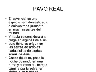 PAVO REAL El pavo real es una especie semidomesticada o asilvestrada presente en muchas partes del mundo Y hasta se considera una plaga en algunas de ellas,  pero tiene su origen en las selvas de árboles caducifolios de ciertas zonas de Asia. Capaz de volar, pasa la noche posando en una rama y el resto del tiempo camina por la selva, en claros o en terrenos abiertos cercanos en busca de alimento 