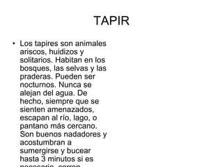 TAPIR Los tapires son animales ariscos, huidizos y solitarios. Habitan en los bosques, las selvas y las praderas. Pueden ser nocturnos. Nunca se alejan del agua. De hecho, siempre que se sienten amenazados, escapan al río, lago, o pantano más cercano. Son buenos nadadores y acostumbran a sumergirse y bucear hasta 3 minutos si es necesario, corren velozmente, y escalan con hábilidad 