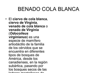 BENADO COLA BLANCA El  ciervo de cola blanca ,  ciervo de Virginia ,  venado de cola blanca  o  venado de Virginia  ( Odocoileus virginianus ) es una especie de mamífero artiodáctilo de la familia de los cérvidos que se encuentra en diferentes tipos de bosques de América, desde los canadienses, en la región subártica, pasando por los bosques secos de las laderas montañosas de México, hasta las selvas húmedas tropicales de América Central y del Sur y otras áreas boscosas sudamericanas 