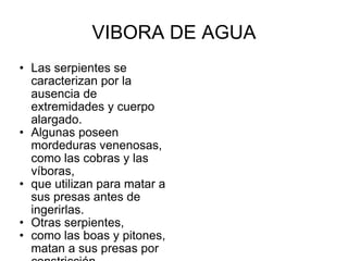 VIBORA DE AGUA Las serpientes se caracterizan por la ausencia de extremidades y cuerpo alargado. Algunas poseen mordeduras venenosas, como las cobras y las víboras, que utilizan para matar a sus presas antes de ingerirlas. Otras serpientes, como las boas y pitones, matan a sus presas por constricción. Se reconocen 456 géneros y más de 2.900 especies.[1] [2] Evidentemente, las serpientes derivan de algún tipo de lagarto, pero los detalles concretos de su origen no están claros.[3] 