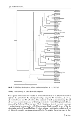 Marker Transferability to Other Momordica Species
Cross-species amplification was tested in 51 microsatellite markers in six different Momordica
species: M. cymbalaria, M. subangulata subsp. renigera, M. balsamina, M. dioca,
M. cochinchinesis, and M. sahyadrica. One accession of each species (including that of
M. charantia as control) was used for detecting cross-species transferability potential of these
markers (Fig. 4). Forty SSR primer pairs (78.43 %) designed from M. charantia sequences
were transferable to other species while 11 primer pairs failed to amplify in any of the six
Momordica species. Whereas 12 of these 40 primer pairs gave amplification products in all the
six Momordica species, six primer pairs amplified in five species, four primer pairs in four
0.1
Selection-5
EC620354
EC620338
EC620325
Priya
EC620358
Pusa Do Mausami
EC620341
Pusa Vishesh
DBG-3
EC620356
DBG-41
DBG-42
DBG-7
DBG-38
Kashi Urvashi
Kalyanpur Baramasi
EC620360
Arka Harit
Phule Green Gold
Hirakani
Phule Ujwala
DBGy-201
DBGy-202
DBG-33
DBG-9
DBG-34
DBG-8
EC620357
EC620353
EC620355
EC620329
EC620359
EC620351
EC620337
EC620335
EC620346
EC620352
Meghana -2
NDBT-9
EC620331
EC620333
Selection-1
NDBT-7
Preeti
HABG-22
Punjab Bittergourd-1
EC620326
EC620327
DBG-52
DBG-46
DBG-51
EC620330
EC620332
Fig. 2 UPGMA-based dendrogram of 54 bitter gourd genotypes based on 51 STMS loci
Appl Biochem Biotechnol
 