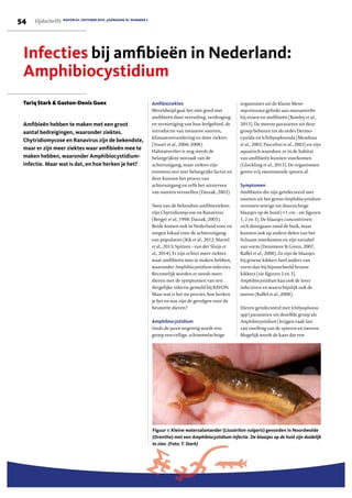 54 tijdschrift RAVON 54 | OKTOBER 2014 | JAARGANG 16 | NUMMER 3
Infecties bij amﬁbieën in Nederland:
Amphibiocystidium
Amﬁbieën hebben te maken met een groot
aantal bedreigingen, waaronder ziektes.
Chytridiomycose en Ranavirus zijn de bekendste,
maar er zijn meer ziektes waar amﬁbieën mee te
maken hebben, waaronder Amphibiocystidium-
infectie. Maar wat is dat, en hoe herken je het?
Tariq Stark & Gaston-Denis Guex Amﬁbieziektes
Wereldwijd gaat het niet goed met
amfibieën door vervuiling, verdroging
en vernietiging van hun leefgebied, de
introductie van invasieve soorten,
klimaatsverandering en door ziektes
(Stuart et al., 2004; 2008).
Habitatverlies is nog steeds de
belangrijkste oorzaak van de
achteruitgang, maar ziektes zijn
eveneens een zeer belangrijke factor en
deze kunnen het proces van
achteruitgang en zelfs het uitsterven
van soorten versnellen (Daszak, 2003).
Twee van de bekendste amfibieziektes
zijn Chytridiomycose en Ranavirus
(Berger et al., 1998; Daszak, 2003).
Beide komen ook in Nederland voor en
zorgen lokaal voor de achteruitgang
van populaties (Kik et al., 2012; Martel
et al., 2013; Spitzen – van der Sluijs et
al., 2014). Er zijn echter meer ziektes
waar amfibieën mee te maken hebben,
waaronder Amphibiocystidium-infecties.
Recentelijk worden er steeds meer
dieren met de symptomen van een
dergelijke infectie gemeld bij RAVON.
Maar wat is het nu precies, hoe herken
je het en wat zijn de gevolgen voor de
besmette dieren?
Amphibiocystidium
Sinds de jaren negentig wordt een
groep een-cellige, schimmelachtige
organismes uit de Klasse Meso-
mycetozoea gelinkt aan massasterfte
bij vissen en amfibieën (Rowley et al.,
2013). De meeste parasieten uit deze
groep behoren tot de ordes Dermo-
cystida en Ichthyophonida (Mendoza
et al., 2002; Pascolini et al., 2003) en zijn
aquatisch waardoor ze in de habitat
van amfibieën kunnen voorkomen
(Glockling et al., 2013). De organismen
geven vrij zwemmende sporen af.
Symptomen
Amfibieën die zijn geïnfecteerd met
soorten uit het genus Amphibiocystidium
vertonen wittige tot doorzichtige
blaasjes op de huid (<1 cm – zie figuren
1, 2 en 3). De blaasjes concentreren
zich doorgaans rond de buik, maar
kunnen ook op andere delen van het
lichaam voorkomen en zijn variabel
van vorm (Densmore & Green, 2007;
Raffel et al., 2008). Zo zijn de blaasjes
bij groene kikkers heel anders van
vorm dan bij bijvoorbeeld bruine
kikkers (zie figuren 2 en 3).
Amphibiocystidium kan ook de lever
infecteren en waarschijnlijk ook de
nieren (Raffel et al., 2008).
Dieren geïnfecteerd met Ichthyophonus
spp (parasieten uit dezelfde groep als
Amphibiocystidium) krijgen vaak last
van zwelling van de spieren en zweren.
Mogelijk wordt de kans dat een
Figuur 1: Kleine watersalamander (Lissotriton vulgaris) gevonden in Noordwolde
(Drenthe) met een Amphibiocystidium-infectie. De blaasjes op de huid zijn duidelijk
te zien. (Foto: T. Stark)
 