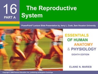 ELAINE N. MARIEB
EIGHTH EDITION
16
Copyright © 2006 Pearson Education, Inc., publishing as Benjamin Cummings
PowerPoint® Lecture Slide Presentation by Jerry L. Cook, Sam Houston University
ESSENTIALS
OF HUMAN
ANATOMY
& PHYSIOLOGY
PART A
The Reproductive
System
 