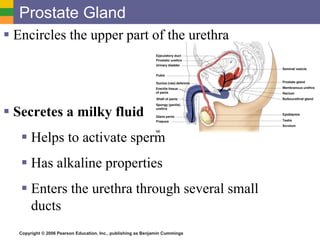 Copyright © 2006 Pearson Education, Inc., publishing as Benjamin Cummings
Prostate Gland
 Encircles the upper part of the urethra
 Secretes a milky fluid
 Helps to activate sperm
 Has alkaline properties
 Enters the urethra through several small
ducts
 