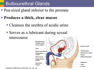Copyright © 2006 Pearson Education, Inc., publishing as Benjamin Cummings
Bulbourethral Glands
 Pea-sized gland inferior to the prostate
 Produces a thick, clear mucus
 Cleanses the urethra of acidic urine
 Serves as a lubricant during sexual
intercourse
 