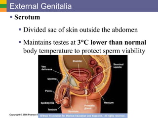 Copyright © 2006 Pearson Education, Inc., publishing as Benjamin Cummings
External Genitalia
 Scrotum
 Divided sac of skin outside the abdomen
 Maintains testes at 3°C lower than normal
body temperature to protect sperm viability
 