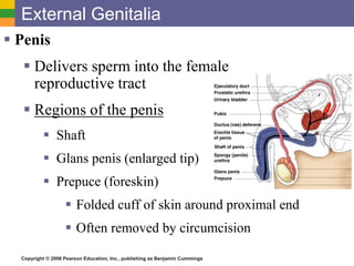 Copyright © 2006 Pearson Education, Inc., publishing as Benjamin Cummings
External Genitalia
 Penis
 Delivers sperm into the female
reproductive tract
 Regions of the penis
 Shaft
 Glans penis (enlarged tip)
 Prepuce (foreskin)
 Folded cuff of skin around proximal end
 Often removed by circumcision
 