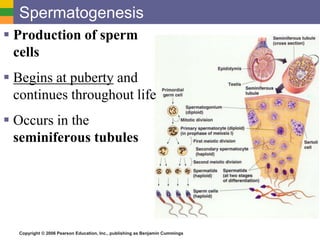 Copyright © 2006 Pearson Education, Inc., publishing as Benjamin Cummings
Spermatogenesis
 Production of sperm
cells
 Begins at puberty and
continues throughout life
 Occurs in the
seminiferous tubules
 