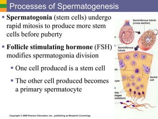 Copyright © 2006 Pearson Education, Inc., publishing as Benjamin Cummings
Processes of Spermatogenesis
 Spermatogonia (stem cells) undergo
rapid mitosis to produce more stem
cells before puberty
 Follicle stimulating hormone (FSH)
modifies spermatogonia division
 One cell produced is a stem cell
 The other cell produced becomes
a primary spermatocyte
 