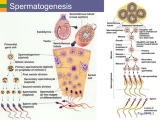 Copyright © 2006 Pearson Education, Inc., publishing as Benjamin Cummings
Spermatogenesis
Figure 16.3
 