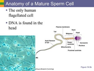Copyright © 2006 Pearson Education, Inc., publishing as Benjamin Cummings
Anatomy of a Mature Sperm Cell
 The only human
flagellated cell
 DNA is found in the
head
Figure 16.5b
 