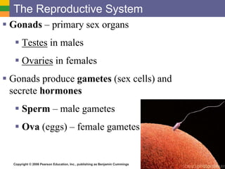 Copyright © 2006 Pearson Education, Inc., publishing as Benjamin Cummings
The Reproductive System
 Gonads – primary sex organs
 Testes in males
 Ovaries in females
 Gonads produce gametes (sex cells) and
secrete hormones
 Sperm – male gametes
 Ova (eggs) – female gametes
 