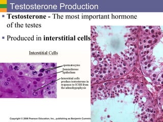Copyright © 2006 Pearson Education, Inc., publishing as Benjamin Cummings
Testosterone Production
 Testosterone - The most important hormone
of the testes
 Produced in interstitial cells
 
