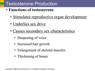 Copyright © 2006 Pearson Education, Inc., publishing as Benjamin Cummings
Testosterone Production
 Functions of testosterone
 Stimulates reproductive organ development
 Underlies sex drive
 Causes secondary sex characteristics
 Deepening of voice
 Increased hair growth
 Enlargement of skeletal muscles
 Thickening of bones
 
