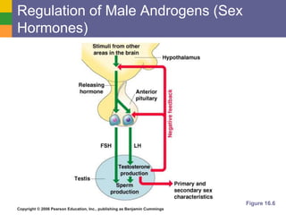 Copyright © 2006 Pearson Education, Inc., publishing as Benjamin Cummings
Regulation of Male Androgens (Sex
Hormones)
Figure 16.6
 