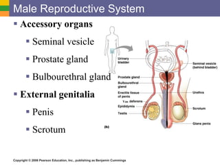 Copyright © 2006 Pearson Education, Inc., publishing as Benjamin Cummings
Male Reproductive System
Vas
 Accessory organs
 Seminal vesicle
 Prostate gland
 Bulbourethral gland
 External genitalia
 Penis
 Scrotum
 