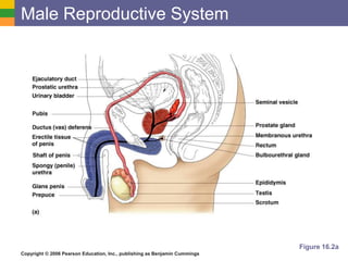 Copyright © 2006 Pearson Education, Inc., publishing as Benjamin Cummings
Male Reproductive System
Figure 16.2a
 