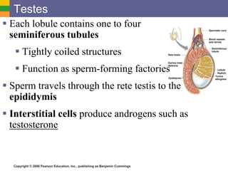 Copyright © 2006 Pearson Education, Inc., publishing as Benjamin Cummings
Testes
 Each lobule contains one to four
seminiferous tubules
 Tightly coiled structures
 Function as sperm-forming factories
 Sperm travels through the rete testis to the
epididymis
 Interstitial cells produce androgens such as
testosterone
 