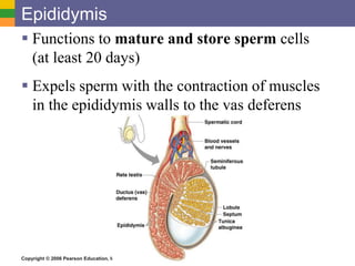 Copyright © 2006 Pearson Education, Inc., publishing as Benjamin Cummings
Epididymis
 Functions to mature and store sperm cells
(at least 20 days)
 Expels sperm with the contraction of muscles
in the epididymis walls to the vas deferens
 