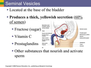 Copyright © 2006 Pearson Education, Inc., publishing as Benjamin Cummings
Seminal Vesicles
 Located at the base of the bladder
 Produces a thick, yellowish secretion (60%
of semen)
 Fructose (sugar)
 Vitamin C
 Prostaglandins
 Other substances that nourish and activate
sperm
 