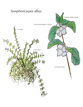 Symphoricarpos albus
Cream white drupes in clusters
Opposite elliptic leaves
Fine brown twigs
1-2 meters
Erect shrub
 