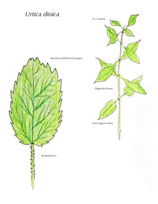 Urtica dioica
To 3 meters
Heavily toothed leaf margins
Stinging hairs
Opposite leaves
Erect square stems
 