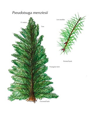 Pseudotsuga menziesii
3cm needles
Pointed buds
F
Furrowed bark
Tree
15 meters
Triangular form
 