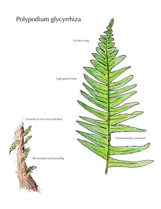 Polypodium glycyrrhiza
Pinnae entirely connected
Rhizomatous and spreading
Growing on Acer macrophyllum
Light green fronds
20-30cm long
 