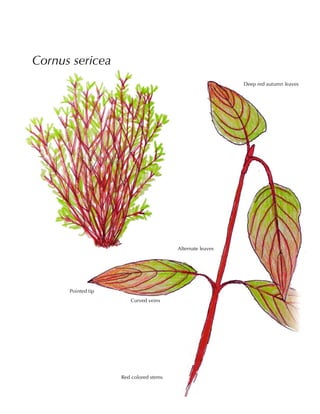 Cornus sericea
Red colored stems
Alternate leaves
Deep red autumn leaves
Pointed tip
Curved veins
 