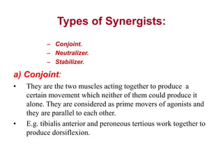 Types of Synergists:
– Conjoint.
– Neutralizer.
– Stabilizer.
a) Conjoint:
• They are the two muscles acting together to produce a
certain movement which neither of them could produce it
alone. They are considered as prime movers of agonists and
they are parallel to each other.
• E.g. tibialis anterior and peroneous tertious work together to
produce dorsiflexion.
 
