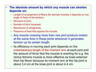 • The absolute amount by which any muscle can shorten
depends on:
– Length of arrangement of fibers (for pinnate muscles it depends on cos
angle of theta of the tendon).
– Structure of joint.
– Number of joint traversed.
– Resistance of antagonists.
– Presence of load that oppose the muscle.
– Any muscle crossing more than one joint produce motion
at the same time in these joints whenever it generates
tension up its certain length.
– Its efficiency in moving each joint depends on the
instantaneous length of the moment arm at each joint and
the amount of force that the muscle is exerting for e.g. the
rectus femoris muscle is more effective as knee extensor
than hip flexor because its moment arm at the hip joint is
about 3,4 cm at the knee joint is about 4,4 cm.
 