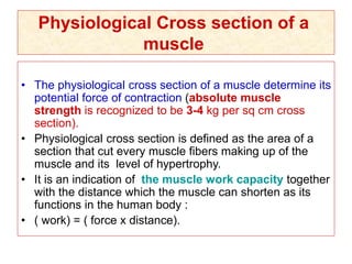 Physiological Cross section of a
muscle
• The physiological cross section of a muscle determine its
potential force of contraction (absolute muscle
strength is recognized to be 3-4 kg per sq cm cross
section).
• Physiological cross section is defined as the area of a
section that cut every muscle fibers making up of the
muscle and its level of hypertrophy.
• It is an indication of the muscle work capacity together
with the distance which the muscle can shorten as its
functions in the human body :
• ( work) = ( force x distance).
 