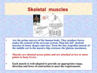 Skeletal muscles
• Are the prime movers of the human body. They produce forces
under the control of the nervous system. Man has 645 skeletal
muscles of many shapes and sizes from the tiny stapedius muscle of
the middle ear to the massive hip extensor, the gluteus maximus).
• Muscles are situated across joints and are attached at two or more
points to bony levers.
• Each muscle is well adapted to provide an appropriate range,
direction and force of contraction to meet the requirements.
 