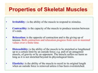 Properties of Skeletal Muscles
• Irritability : is the ability of the muscle to respond to stimulus.
• Contracility: is the capacity of the muscle to produce tension between
it’s ends.
• Relaxation: is the opposite of contraction and is the giving up of
tension. Both contraction and relaxation progress from zero to maximal
values over a finite time.
• Distensibility: is the ability of the muscle to be stretched or lengthened
up to a certain limit by an outside force; e.g. pull of an antagonist
muscle, of gravity or by an opponent. The muscle suffers no harm so
long as it is not stretched beyond its physiological limits.
• Elasticity: is the ability of the muscle to recoil to its original length
when an outside force is removed unless it has been overstretched.
 