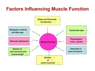 Factors Influencing Muscle Function
•
Shape and Fascicular
•
Architecture
•
Myoglobin contents
•
and fiber type
•
Number
•
of
•
joints traversed
•
Muscular attachment
•
Relation to
•
joint structure and
•
muscle length
•
Contraction type
•
Physiological
•
cross section
•
Interaction in
•
joint movement
•
Muscle Function
 
