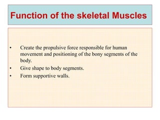 Function of the skeletal Muscles
• Create the propulsive force responsible for human
movement and positioning of the bony segments of the
body.
• Give shape to body segments.
• Form supportive walls.
 