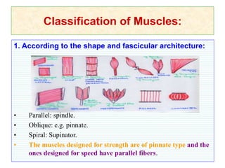 Classification of Muscles:
1. According to the shape and fascicular architecture:
• Parallel: spindle.
• Oblique: e.g. pinnate.
• Spiral: Supinator.
• The muscles designed for strength are of pinnate type and the
ones designed for speed have parallel fibers.
 
