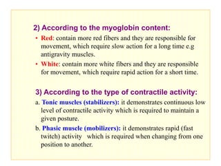 2) According to the myoglobin content:
• Red: contain more red fibers and they are responsible for
movement, which require slow action for a long time e.g
antigravity muscles.
• White: contain more white fibers and they are responsible
for movement, which require rapid action for a short time.
3) According to the type of contractile activity:
a. Tonic muscles (stabilizers): it demonstrates continuous low
level of contractile activity which is required to maintain a
given posture.
b. Phasic muscle (mobilizers): it demonstrates rapid (fast
twitch) activity which is required when changing from one
position to another.
 
