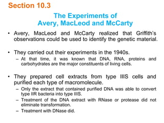 Section 10.3
The Experiments of
Avery, MacLeod and McCarty
• Avery, MacLeod and McCarty realized that Griffith’s
observations could be used to identify the genetic material.
• They carried out their experiments in the 1940s.
– At that time, it was known that DNA, RNA, proteins and
carbohydrates are the major constituents of living cells.
• They prepared cell extracts from type IIIS cells and
purified each type of macromolecule.
– Only the extract that contained purified DNA was able to convert
type IIR bacteria into type IIIS.
– Treatment of the DNA extract with RNase or protease did not
eliminate transformation.
– Treatment with DNase did.
 