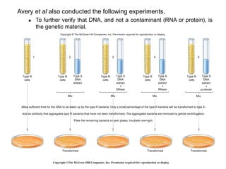 Copyright ©The McGraw-Hill Companies, Inc. Permission required for reproduction or display
Mix Mix Mix Mix
Type R
cells
Type R
cells
Type S
DNA
extract
Type R
cells
Type S
DNA
extract
+
DNase
Type R
cells
Type S
DNA
extract
+
RNase
Type R
cells
Type S
DNA
extract
+
protease
Transformed Transformed Transformed
1 2 3 4 5
Copyright © The McGraw-Hill Companies, Inc. Permission required for reproduction or display.
Allow sufficient time for the DNA to be taken up by the type R bacteria. Only a small percentage of the type R bacteria will be transformed to type S.
Add an antibody that aggregates type R bacteria (that have not been transformed). The aggregated bacteria are removed by gentle centrifugation.
Plate the remaining bacteria on petri plates. Incubate overnight.
Avery et al also conducted the following experiments.
 To further verify that DNA, and not a contaminant (RNA or protein), is
the genetic material.
 