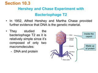 Section 10.3
• In 1952, Alfred Hershey and Martha Chase provided
further evidence that DNA is the genetic material.
• They studied the
bacteriophage T2 as it is
relatively simple since it’s
composed of only two
macromolecules:
- DNA and protein
Made up
of protein
Inside the
capsid
Hershey and Chase Experiment with
Bacteriophage T2
 