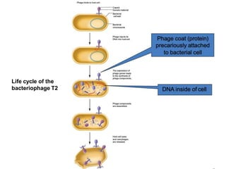 Life cycle of the
bacteriophage T2
 