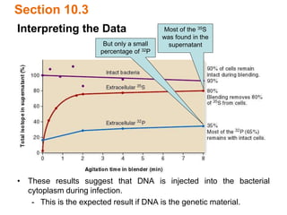 Interpreting the Data
Section 10.3
Most of the 35S
was found in the
supernatant
But only a small
percentage of 32P
• These results suggest that DNA is injected into the bacterial
cytoplasm during infection.
- This is the expected result if DNA is the genetic material.
 