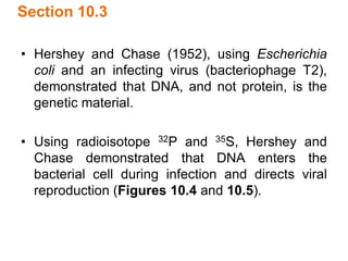 Section 10.3
• Hershey and Chase (1952), using Escherichia
coli and an infecting virus (bacteriophage T2),
demonstrated that DNA, and not protein, is the
genetic material.
• Using radioisotope 32P and 35S, Hershey and
Chase demonstrated that DNA enters the
bacterial cell during infection and directs viral
reproduction (Figures 10.4 and 10.5).
 